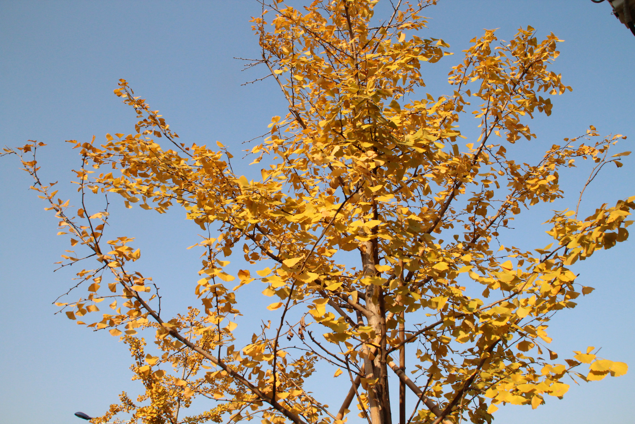 秋天的银杏树最有味道|摄影|人文/纪实摄影|千羽帆 - 原创作品 - 站酷 (ZCOOL)